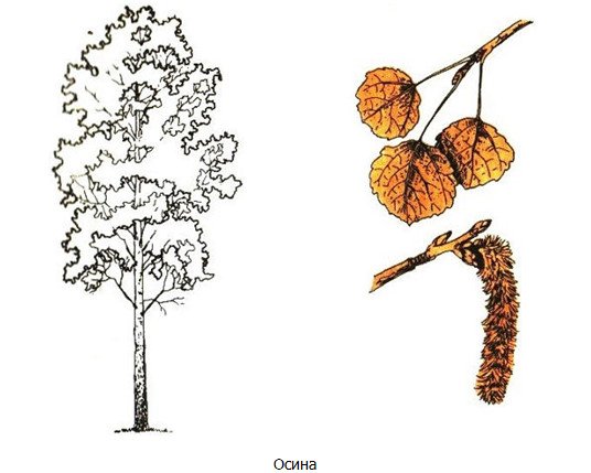 Осина Тополь липа
