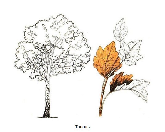 Ольха дерево рисунок