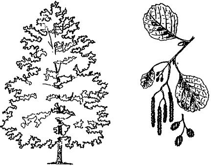 Лиственные деревья раскраска
