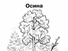 Раскраска осина дерево