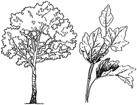 Осина карандашом