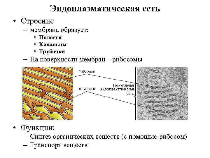 Мембрана эндоплазматической сети функции
