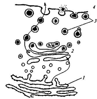 Шероховатая эндоплазматическая сеть в клетке