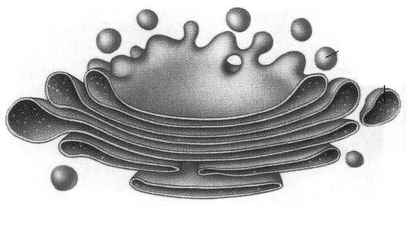 Аппарат Гольджи строение