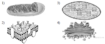 Комплекс аппарат Гольджи рисунок