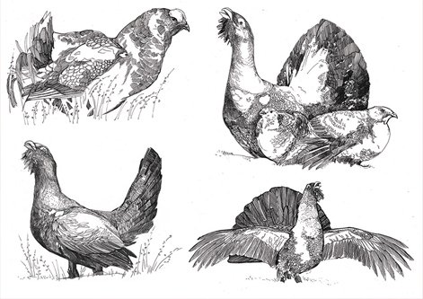 Тетерев Графика