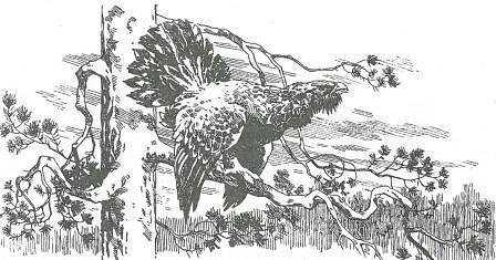 Глухарь Графика