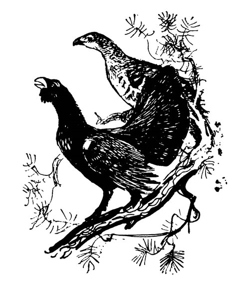 Как раскрасить глухаря