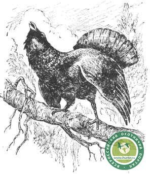 Рябчик раскраска