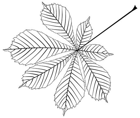 Лист каштана