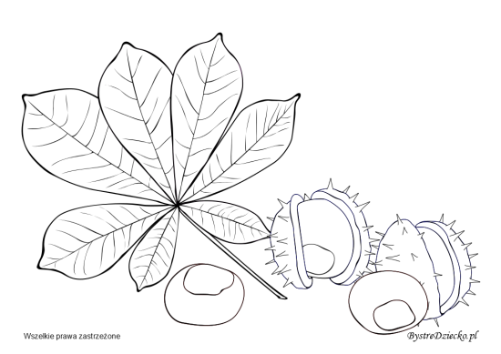 Каштан раскраска для детей