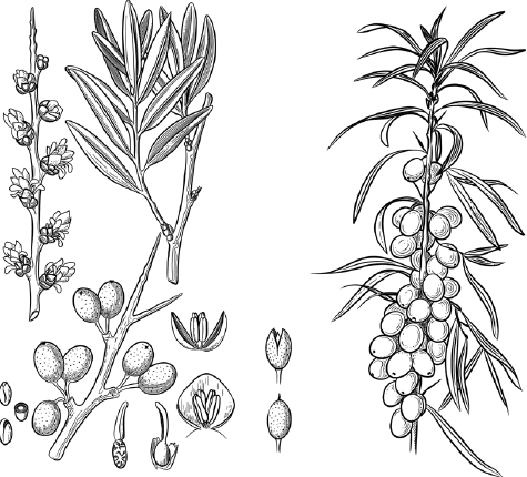 Облепиха крушиновидная лекарственное растение