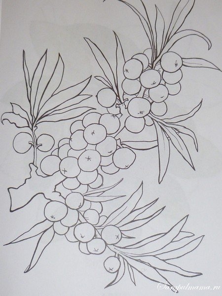 Облепиха крушиновидная Фармакогнозия