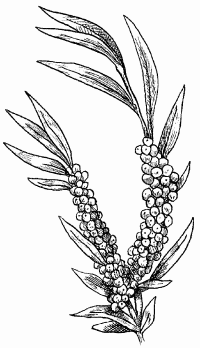 Облепиха эскиз