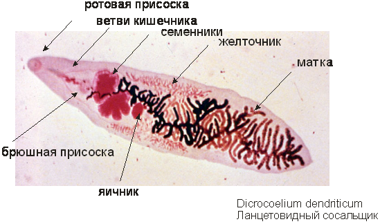 У сосальщиков отсутствует. Ланцетовидная двуустка морфология. Ланцетовидный сосальщик Тотальный препарат. Dicrocoelium lanceatum строение. Строение Мариты ланцетовидного сосальщика.