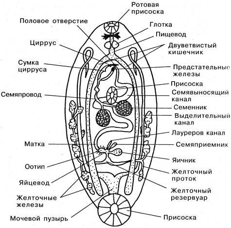 Тотальный препарат кошачьего сосальщика