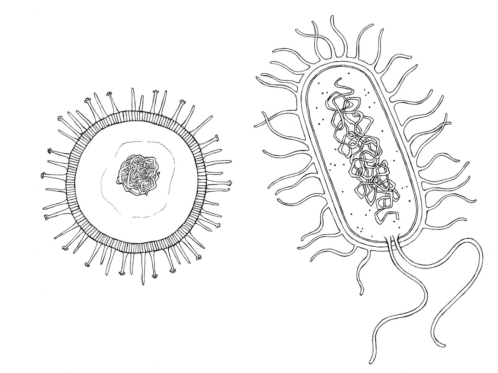 Вирусы и бактерии схема