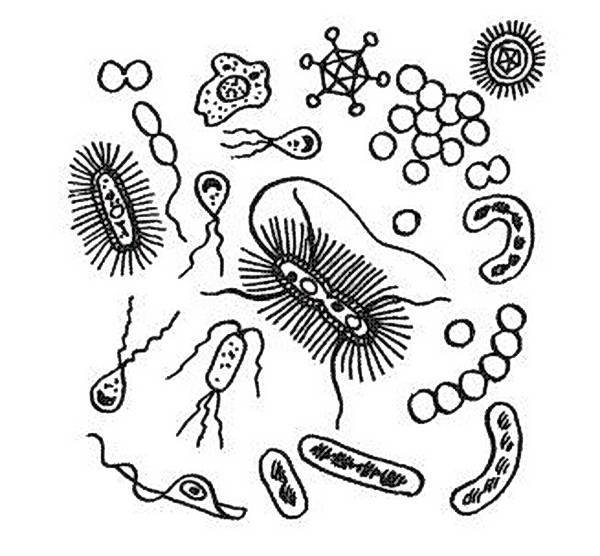 Бактерии чб