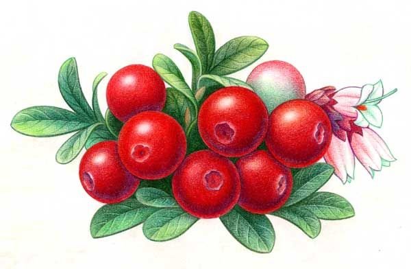 Нарисовать клюкву