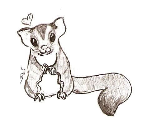 Сахарный поссум рисунок