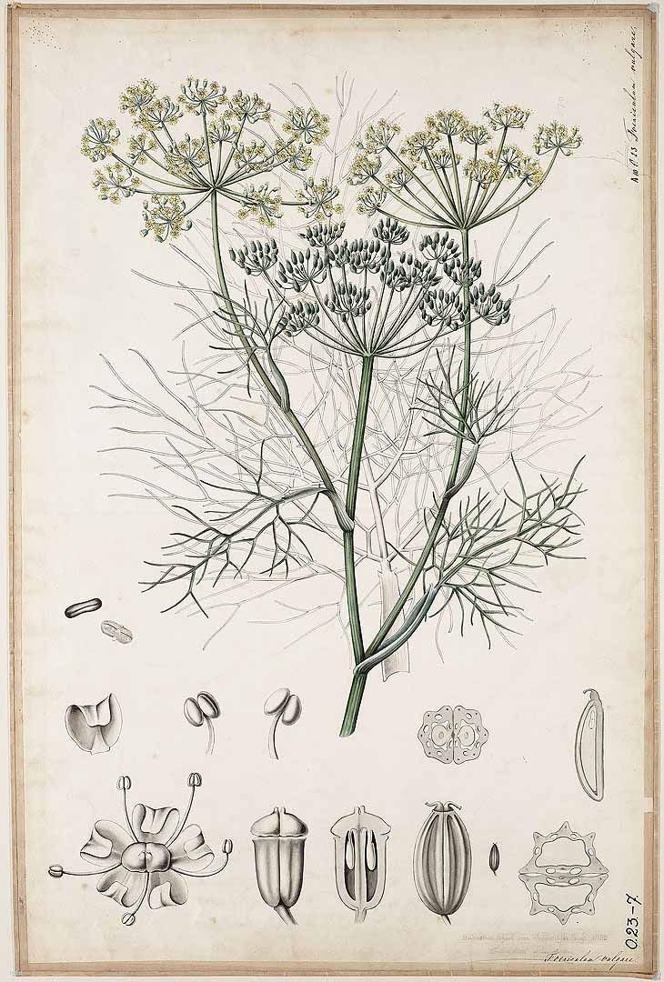 Foeniculum vulgare ботаника