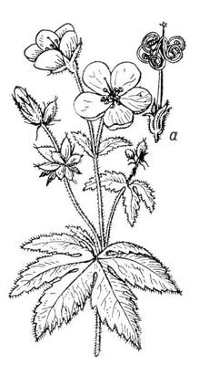 Ветреница лютичная