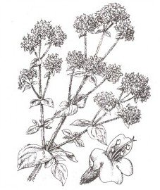 Лапчатка кустарниковая рисунок