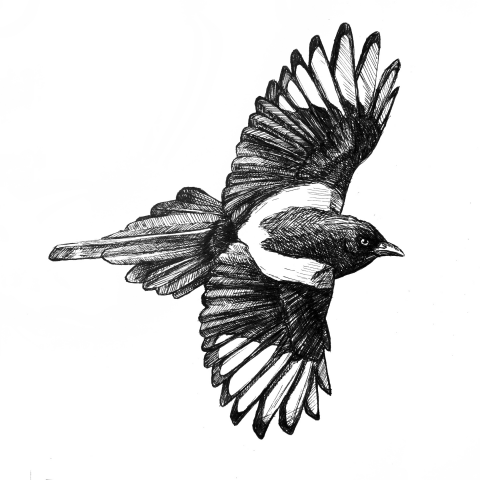 Сорока картинка для детей на прозрачном фоне