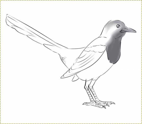 Ворона Графика