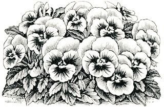 Анютины глазки рисунок карандашом (44 фото)