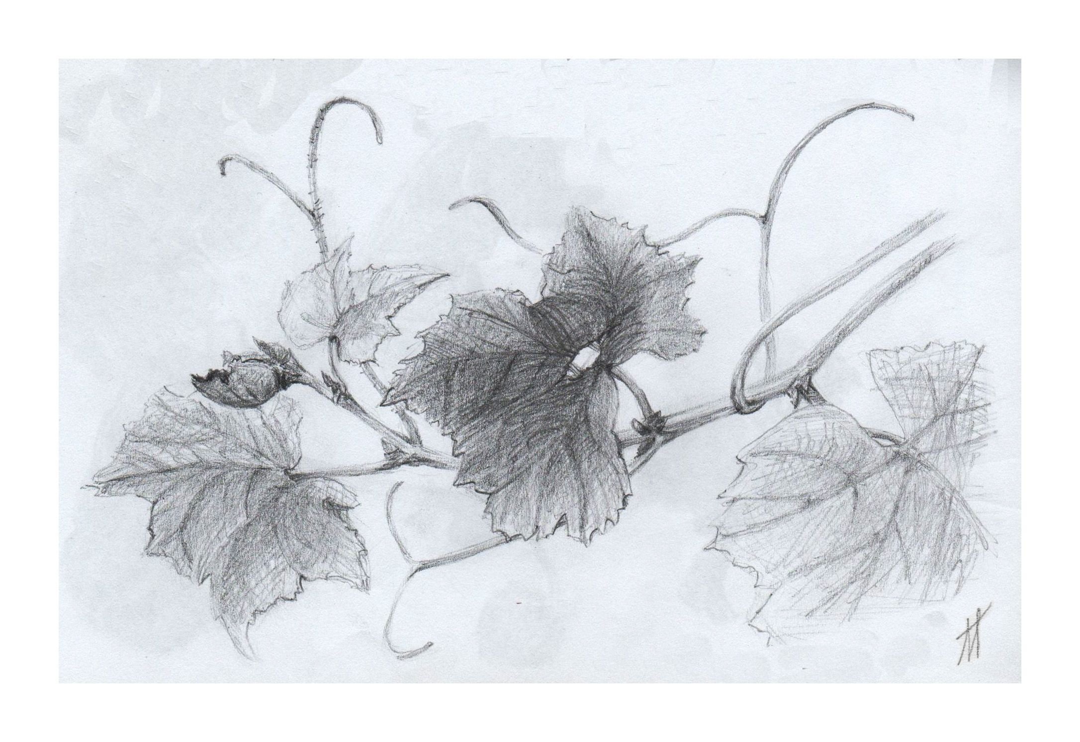 Виноградный лист рисунок карандашом