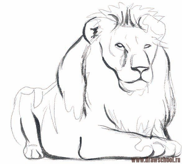 Лев рисунок карандашом для начинающих