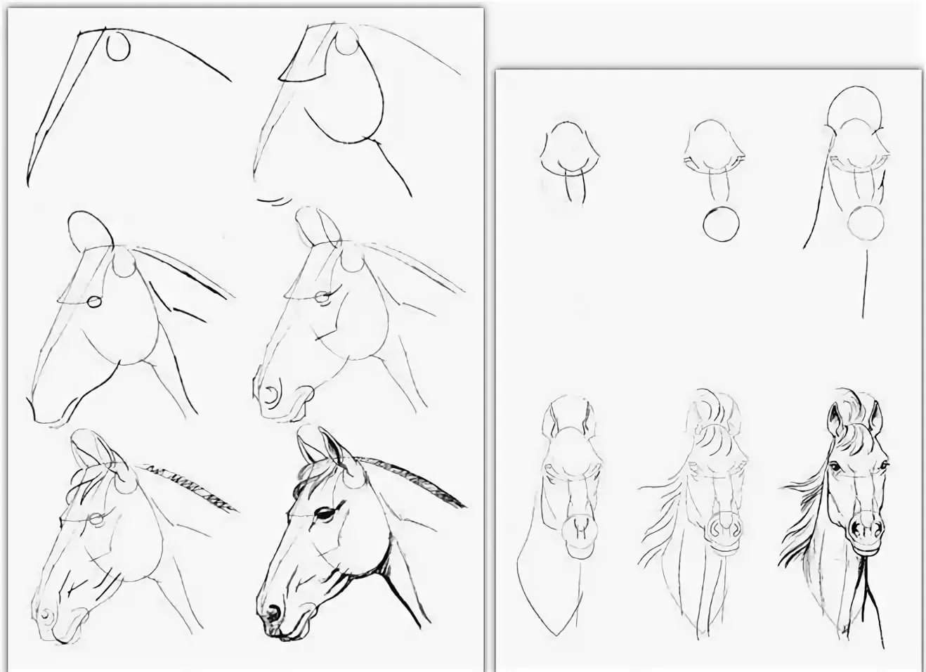 Поэтапное рисование лошади карандашом для начинающих