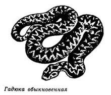 Уж раскраска для детей