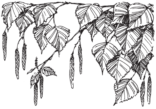 Зарисовка ветки с листьями