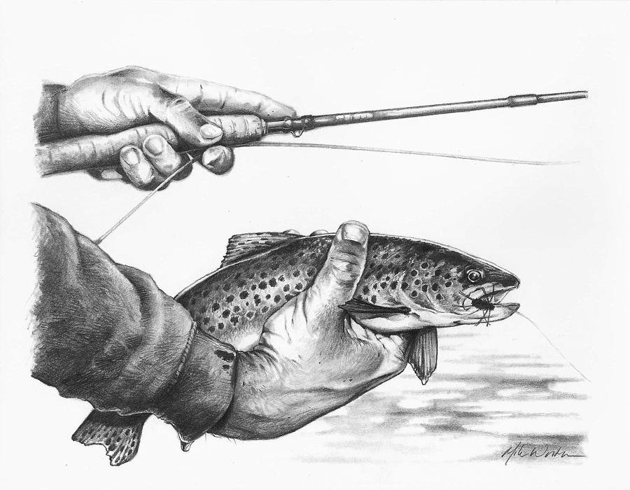 Щука карандаш. Рыбалка рисунок карандашом. Зарисовки рыб. Выжигание рыбалка. Рыболовные зарисовки.