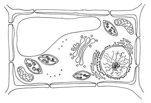 Строение растительной клетки чб