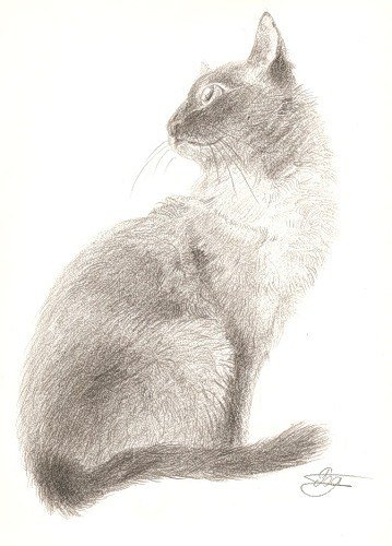 Сиамская кошка рисунок карандашом