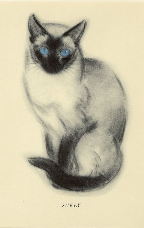 Как рисовать сиамскую кошку