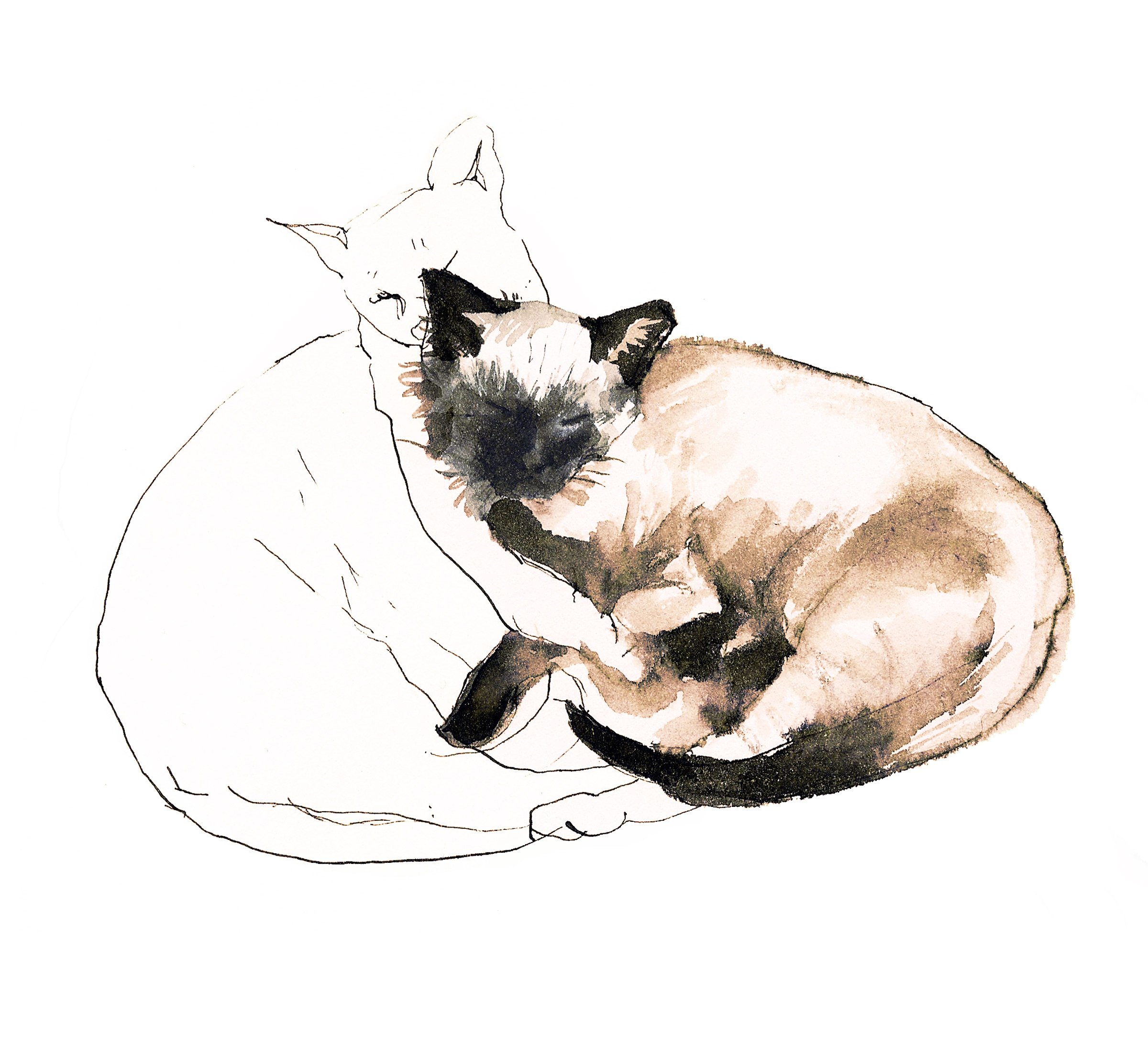 Как рисовать сиамскую кошку