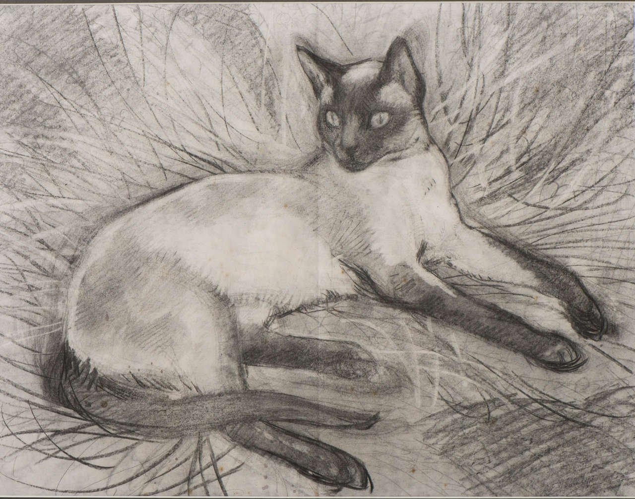 Сиамская кошка рисунок карандашом