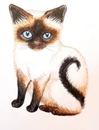 Сиамская кошка эскиз