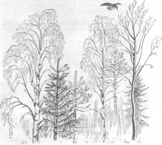 Дуб черешчатый ярусность