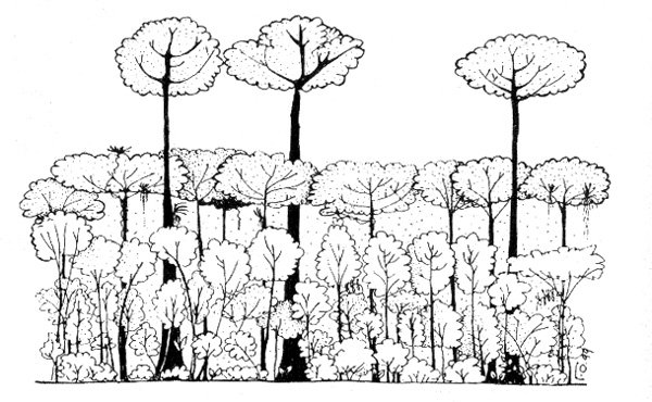 Лес раскраска для детей