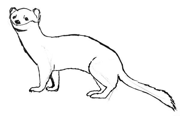 Ласка раскраска