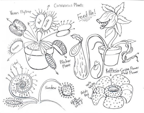 Мухоловка раскраска