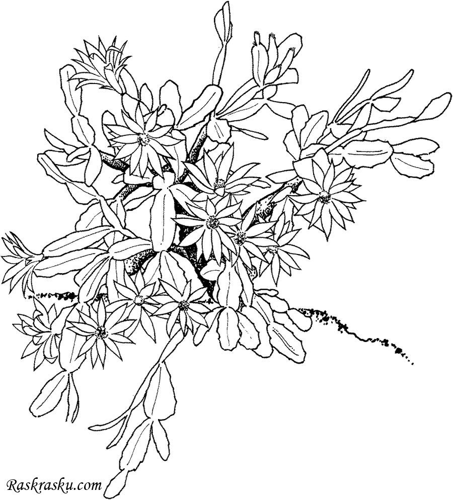 Рисование комнатное растение декабрист