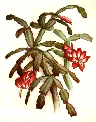 Нарисовать Зигокактус