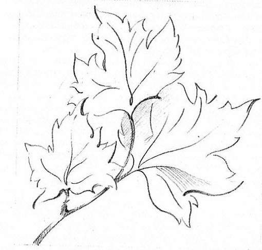 Поэтапное рисование листьев деревьев