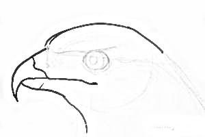 Раскраска глупая птица